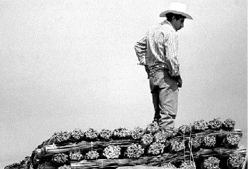 abastos-comerciantes