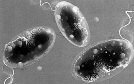 una bacteria experta