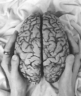 banco vitual de
cerebros