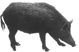 panorama triquinelosis