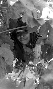 obvio beneficirio del TLC