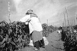 Otro beneficido del fobaproa