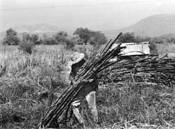 Trabajador de la industria del azcar en Morelos n Foto: archivo