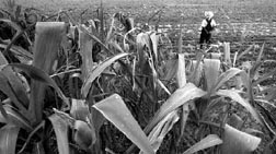 Las malas condiciones de los trabajadores agrcolas obligan a optar por la bsqueda de mejores niveles de vida en Estados Unidos. En la grfica, sembrados de Irapuato n Fotos: Ap