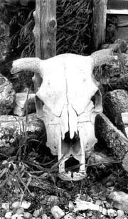 Crneo de bfalo n Foto: Crystal Echohawk