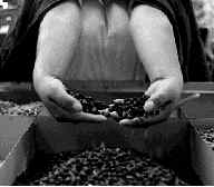 *canasta basica-6 frijoles