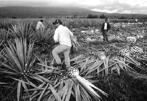 Ťagaves-tequila-campaesinos