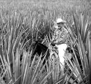 Ťagave-tequila-campo-jpg