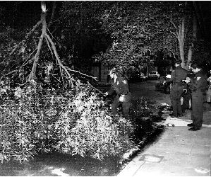 arbol-caido-iztacalco-jpg