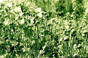 La Blanca Flor de Amapolita n Foto: Carlos Ramos Mamahua