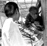 dif-festival-nio-jpg