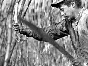 zafra-huasteca-3-jpg