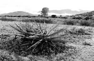 campo-mezcal-3-jpg