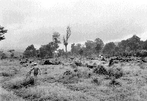 chimalapas-claro-jpeg