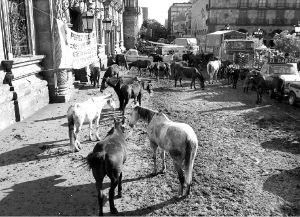 *barzon-cabalgata-guadal-jp