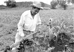 amecameca-edomex-maiz-jpg