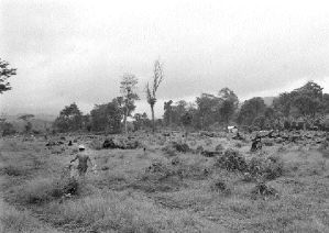 chimalapas-claro-jpeg