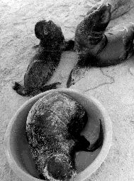 ECUADOR_GALAPAGOS_SPILL_HFT