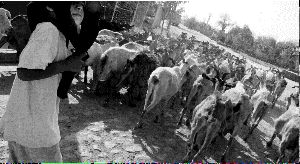 MEXICO_FOXS_HOMESTEAD_s0