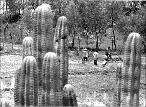 cactus-jpg