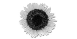 girasol-1