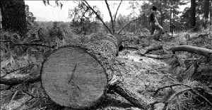 tala-bosque-tlalpan-3-jpg