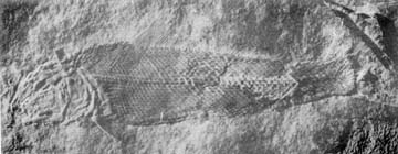 Teoichthys kallistos
