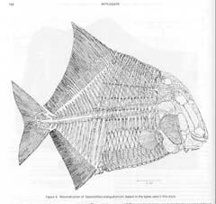 Tepexichthys aranguthyorum