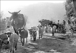 Ťpastores-ganado-tlax