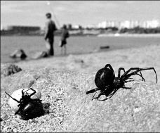 LIFE_KAZAKHSTAN_SPIDERS