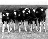 us-clone-cows-47
