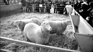 britain-sheep-clone-65