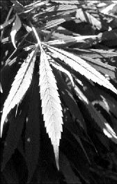 Ťvs-mariguana-drogas-1-jpg