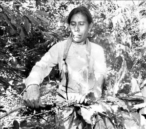 cafetaleros-slp-1-jpg