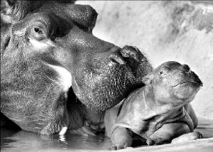 hipopotamo_cria_jcg03