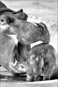 hipopotamo_cria_jcg05
