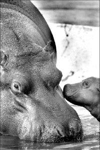 hipopotamo_cria_jcg01