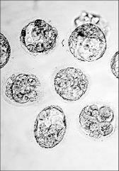 clonacion-corea-celulas
