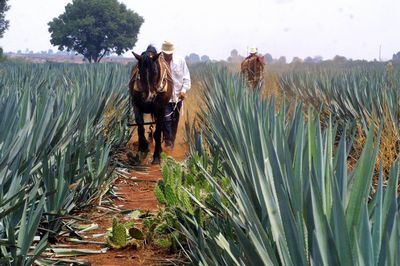 La regi&oacute;n tequilera, patrimonio de la humanidad
