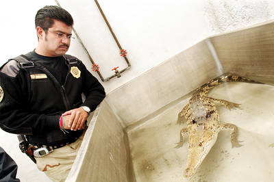 Cocodrilo, no perro, guardi&aacute;n