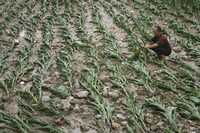 Este hombre revisa los destrozos causados por una inundación, en un maizal en la provincia china de Yuanqu. Debido a fenómenos atribuidos al cambio climático, autoridades chinas reportan 700 muertes en los últimos meses