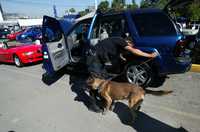 Con ayuda de perros entrenados, elementos del Grupo Especial de Reacción Inmediata revisaron los autos que se expendían en los tianguis de La Viga y Periférico Sur. La imagen corresponde a este último sitio