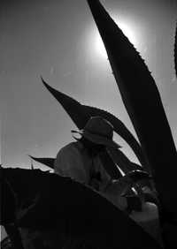 Maguey aguamielero de Tlaxcala