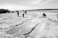 Destrucción de manglar en la bahía de Altata en Sinaloa