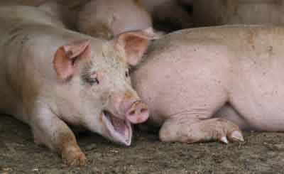 F&aacute;bricas porcinas en Azcapotzalco