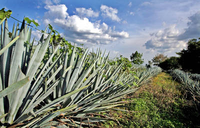 Cedi&oacute; M&eacute;xico a EU control sobre el tequila
