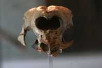 De acuerdo con las investigaciones el roedor gigante tenía una masa corporal de mil kilos en promedio. Es un hervíboro que vivió hace cuatro millones de años. En la imagen, el fósil en el museo de Historia Natural de Montevideo, Uruguay