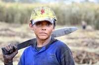 Zafra en el municipio de Tenosique, Tabasco