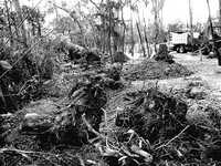 Imagen de los árboles talados ilegalmente por autoridades de Miguel Hidalgo en Palmas y Reforma