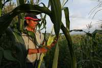 Labores en una milpa del poblado guerrerense de Chiepetepec